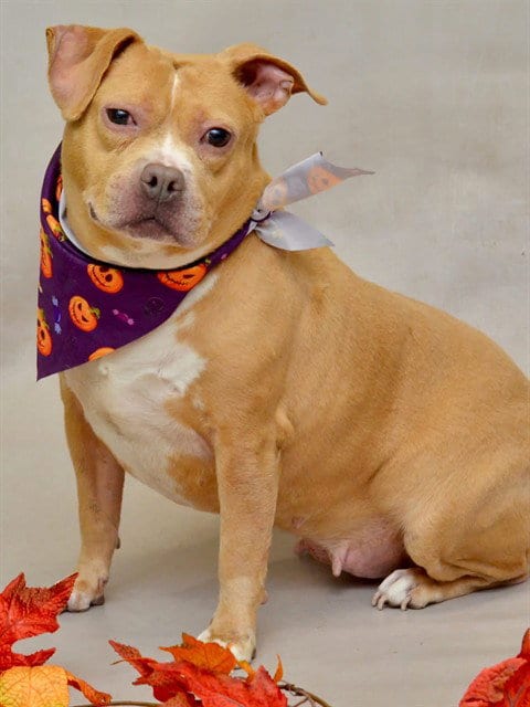 Photo of Chloe, adoptable senior American Staffordshire Terrier in Sanford, Florida