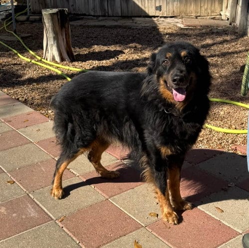 Photo of Apollo, adoptable senior Bernese Mountain Dog in Houston, Texas