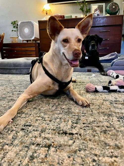 Photo of LiLou, adoptable senior Shepherd in Osteen, Florida