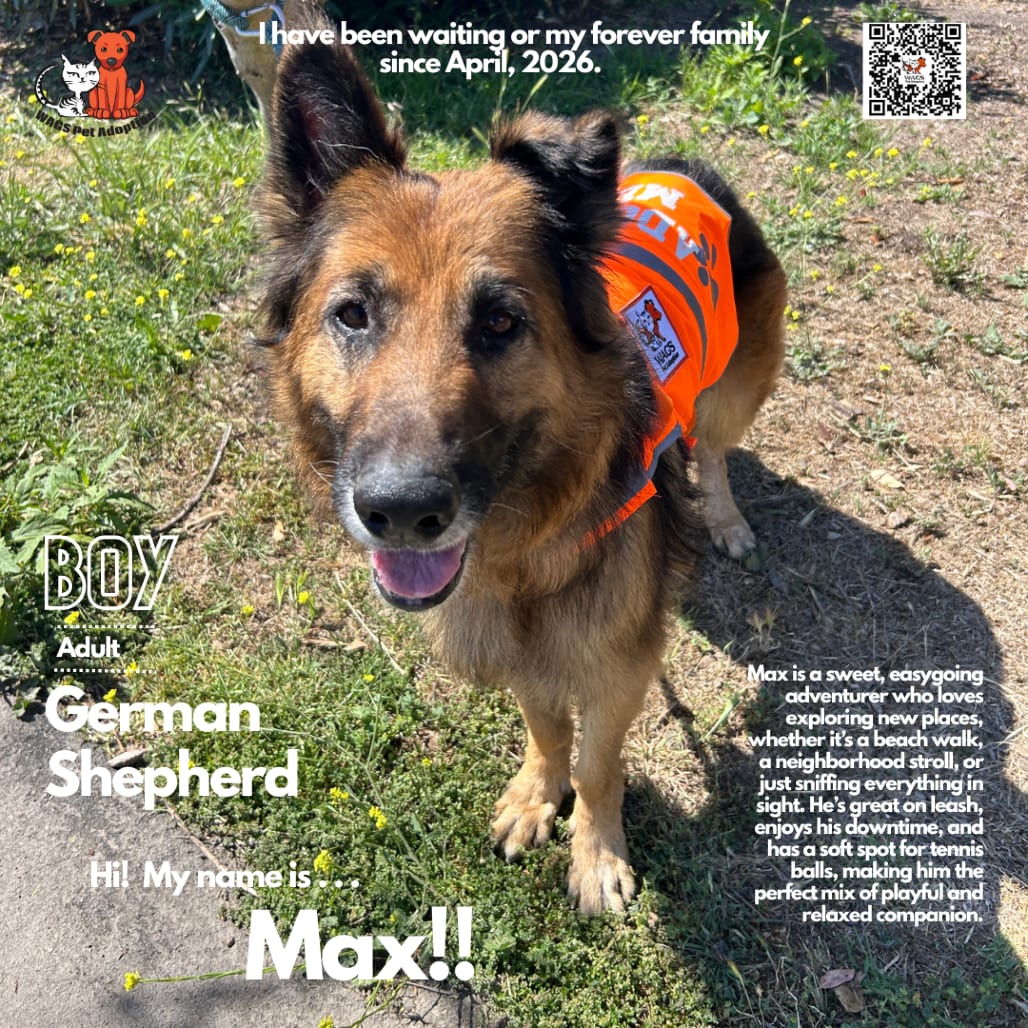Photo of Max, adoptable senior Shepherd, German in Westminster, California