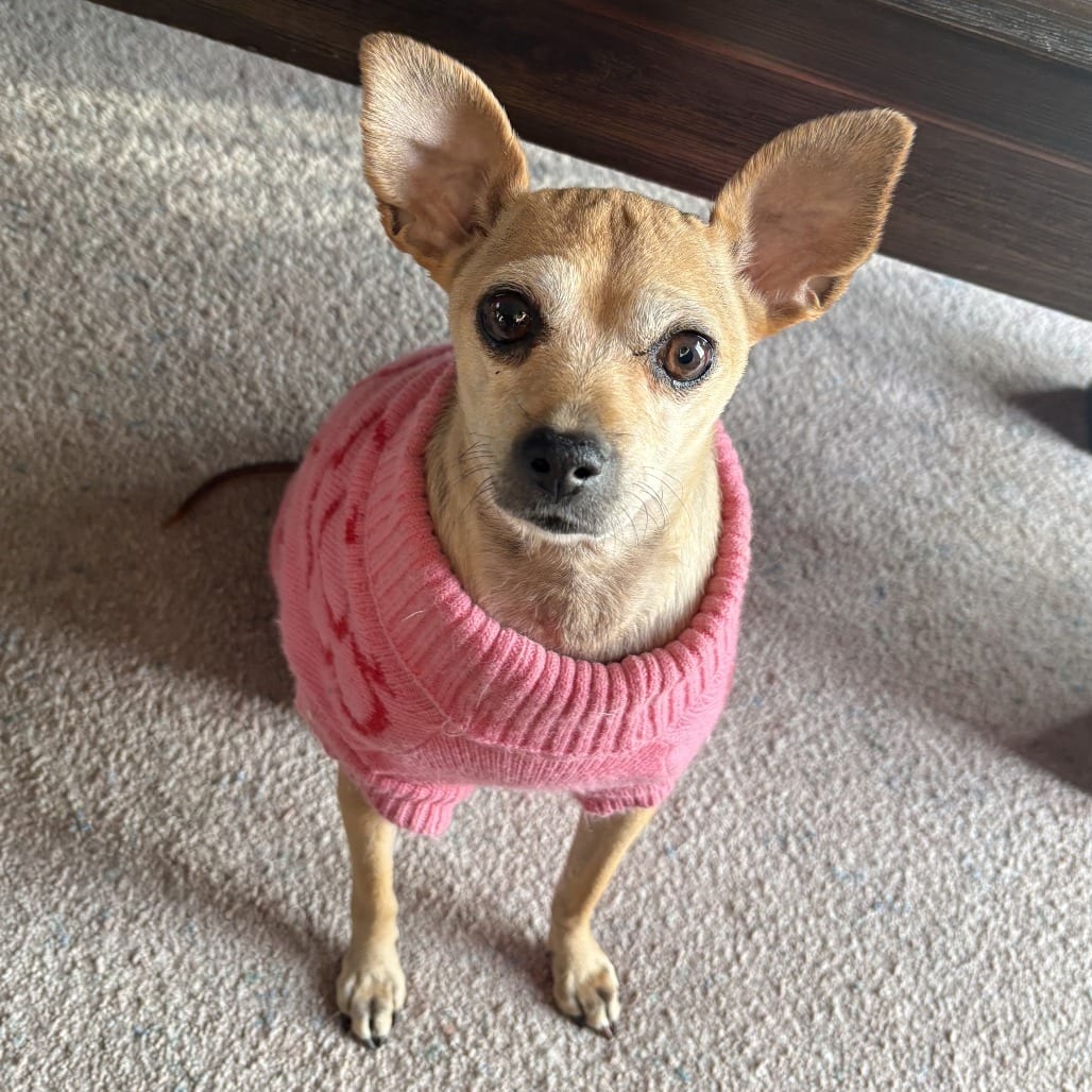 Photo of Ariel, adoptable senior Chihuahua / Greyhound, Italian in Spokane, Washington