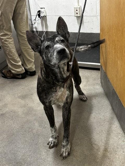 Photo of Greta, adoptable senior Dutch Shepherd in Forestville, Maryland