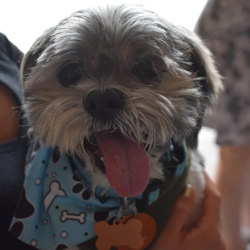 Photo of Dudley Duddles, adoptable senior Shih Tzu in Normal, Illinois