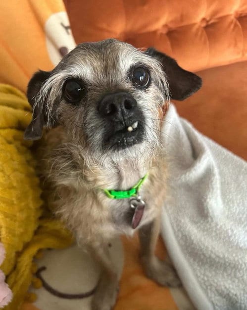 Photo of Chewy, adoptable senior Terrier in Phoenix, Arizona