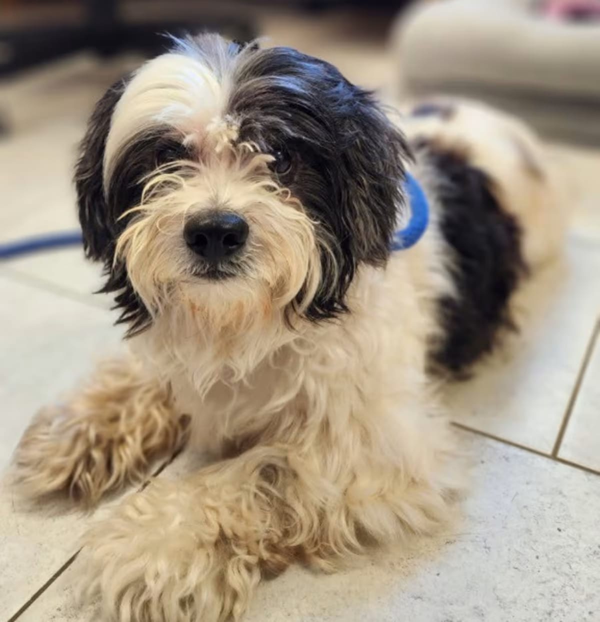 Photo of Teddy, adoptable senior Shih Tzu in New Orleans, Louisiana