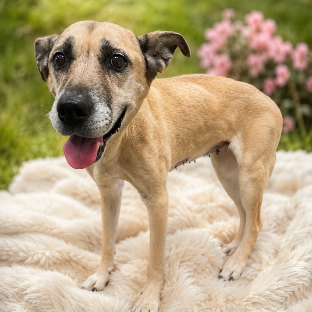 Photo of Nala, adoptable senior Retriever, Labrador / Mix in Henderson, Nevada