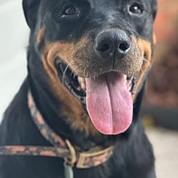 Photo of Josie, adoptable senior Rottweiler in Jesup, Georgia