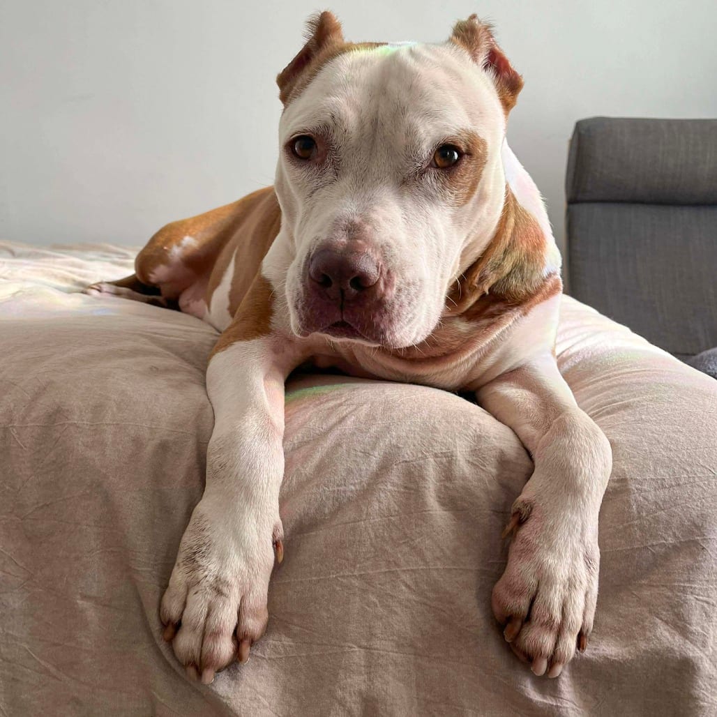 Photo of Tilly, adoptable senior Terrier, American Staffordshire / Mixed Breed (Medium) in Whitestone, New York