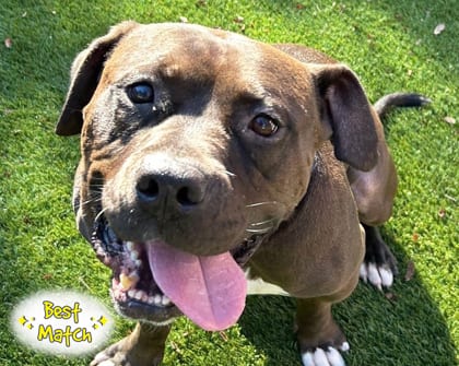 Photo of Dr. Wiggles, adoptable senior dog in Georgetown, Texas