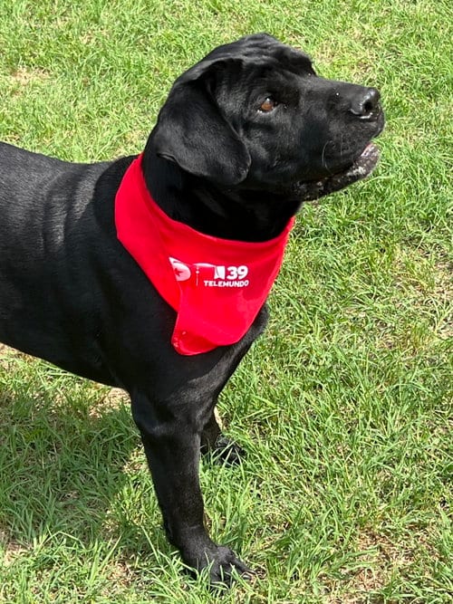 Photo of Drax, adoptable senior Black Labrador Retriever in Gun Barrel City, Texas