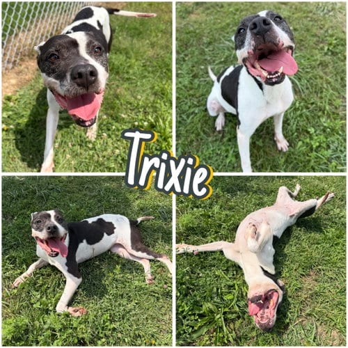 Photo of Trixie, adoptable senior American Staffordshire Terrier in Pierceton, Indiana