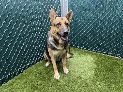 Photo of Lady, adoptable senior German Shepherd Dog in Downey, California