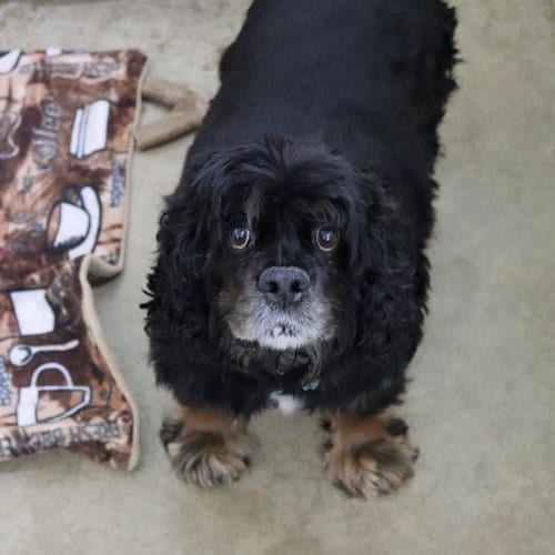 Photo of Paisley, adoptable senior Cocker Spaniel in AUSTIN, Minnesota