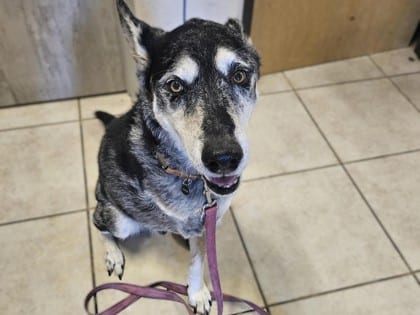 Photo of Duke, adoptable senior dog in Georgetown, Texas