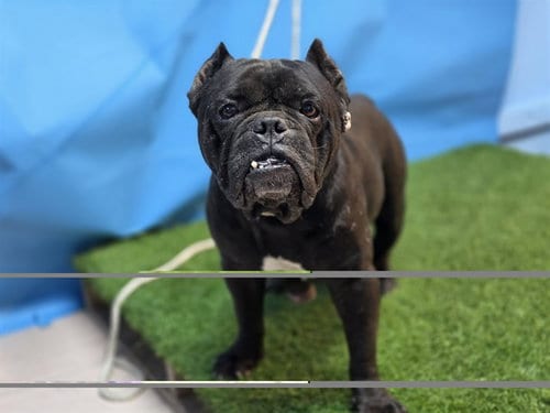 Photo of Onyx, adoptable senior Staffordshire Bull Terrier in Gardena, California