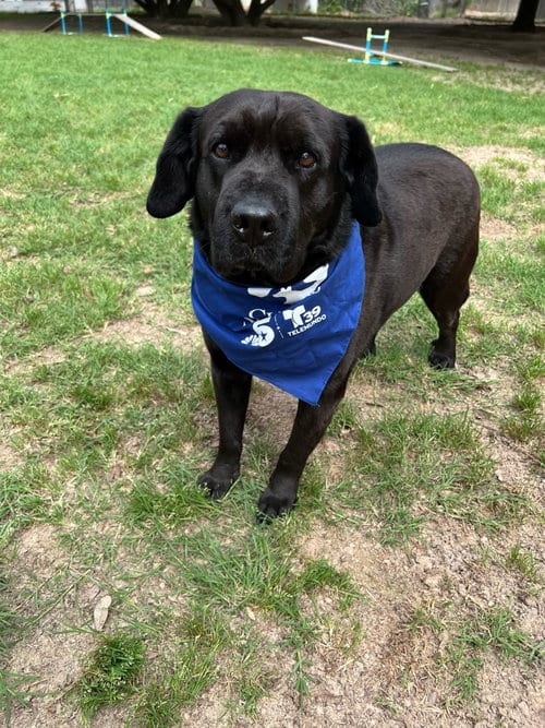 Groot, adoptable senior Black Labrador Retriever in Gun Barrel City, TX