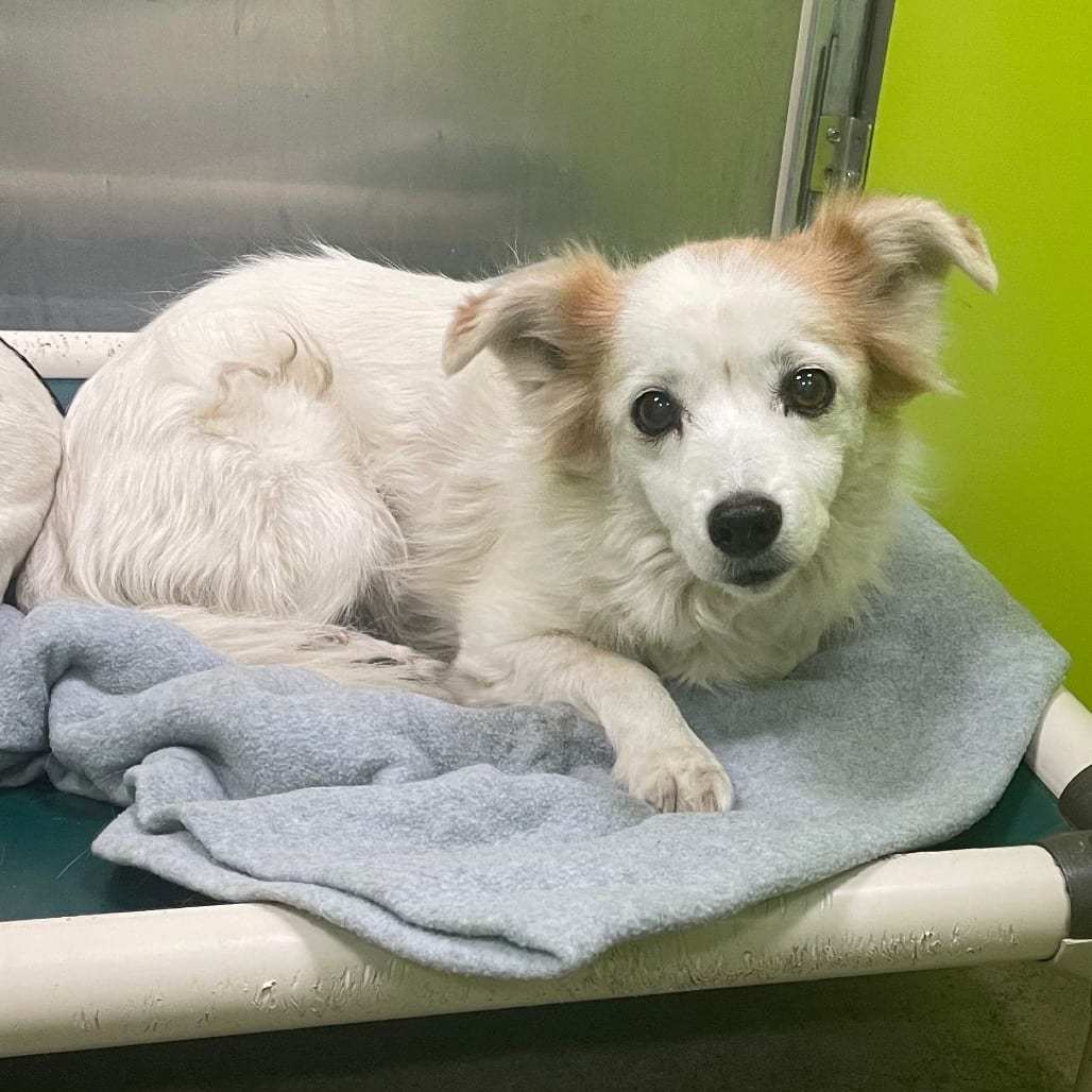 Photo of Princess, adoptable senior Pomeranian / Mix in Spokane, Washington