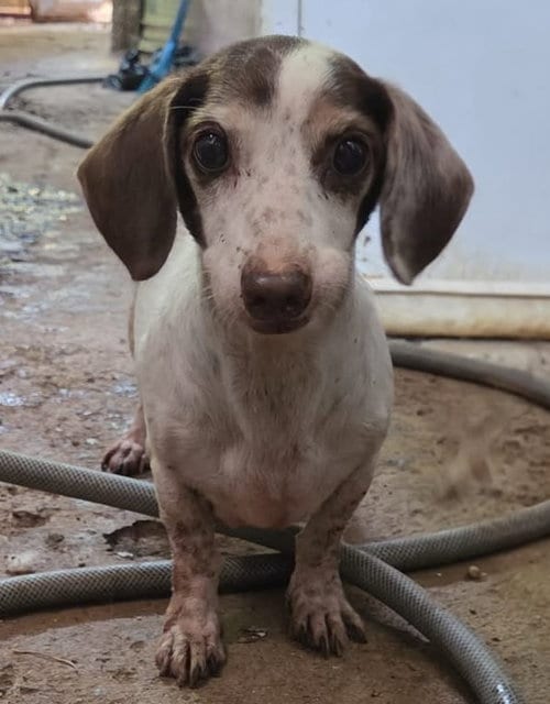 Photo of Ophelia, adoptable senior Dachshund in Albion, New York