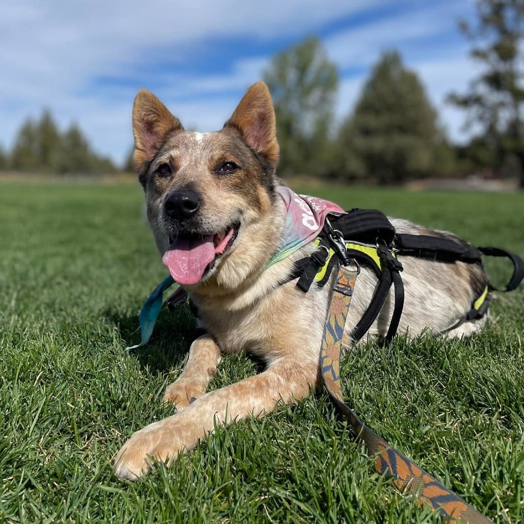 Photo of Chance 2, adoptable senior Cattle Dog in Bend, Oregon