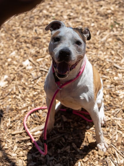 Photo of Cyclops, adoptable senior dog in Chamblee, Georgia