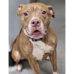 Photo of Dozer, adoptable senior Mixed Breed (Medium) in Georgetown, Delaware