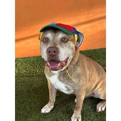 Photo of Terrance, adoptable senior Terrier (Unknown Type, Medium) in Doral, Florida