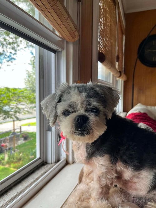 Photo of Mitzi, adoptable senior Shih Tzu in Springdale, Pennsylvania
