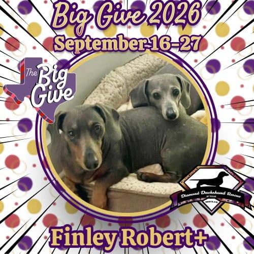 Photo of Finley Robert+, adoptable senior Dachshund in San Antonio, Texas