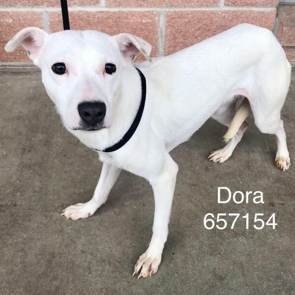Photo of Dora, adoptable senior Terrier / Mix in San Antonio, Texas