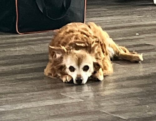 Photo of Molly, adoptable senior Chihuahua in Bedford, Virginia