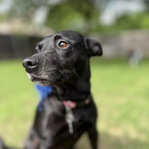 Photo of Stormy, adoptable senior Black Labrador Retriever in Dallas, Texas