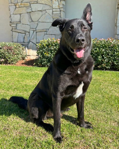 Chirp, adoptable senior German Shepherd Dog in Corona, CA