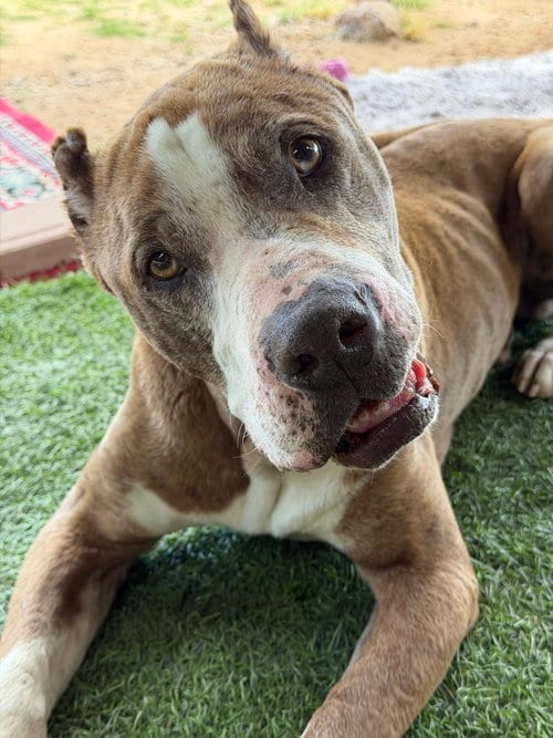 Photo of Calvin, adoptable senior American Staffordshire Terrier in Queen Creek, Arizona