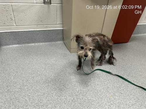 Photo of Hailey, adoptable senior Yorkshire Terrier Yorkie in Ocala, Florida