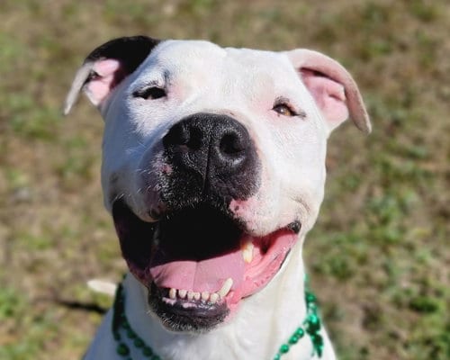 Bodie, adoptable senior American Bulldog in Anniston, AL