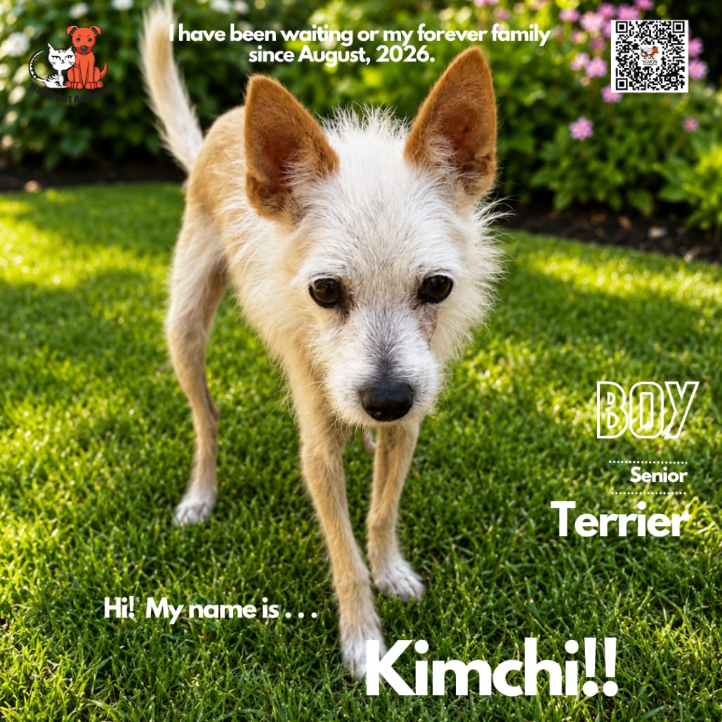 Photo of Kimchi, adoptable senior Terrier in Westminster, California