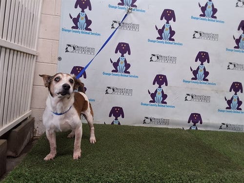 Photo of Marley, adoptable senior Jack Russell Terrier (Parson Russell Terrier) in Orlando, Florida