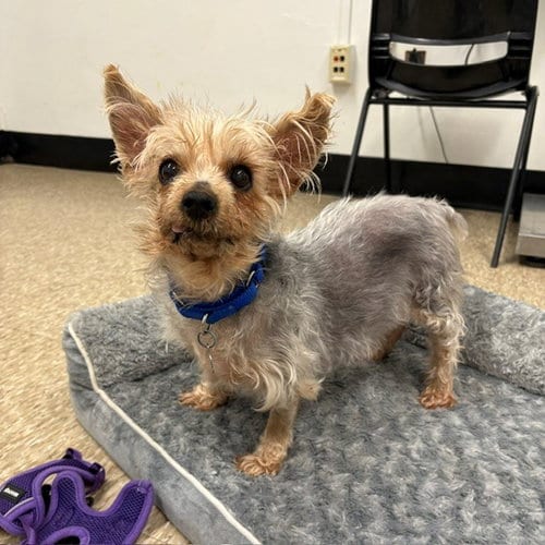 Photo of Lili, adoptable senior Yorkshire Terrier Yorkie in Boston, Massachusetts
