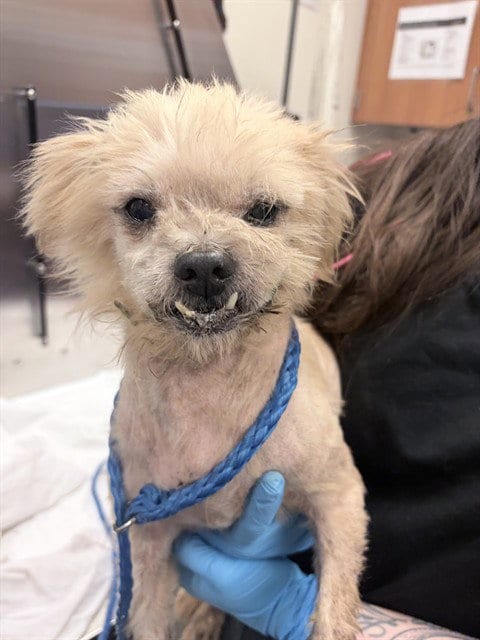 Photo of Zeke, adoptable senior Terrier in Miami, Florida