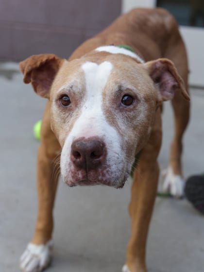 Photo of Mildred, adoptable senior dog in Chamblee, Georgia
