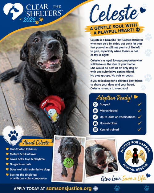 Photo of Celeste, adoptable senior Flat-coated Retriever in Orange Grove, Texas