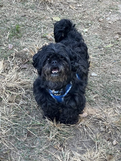 Photo of Paddington, adoptable senior Pekingese in Jackson, Mississippi