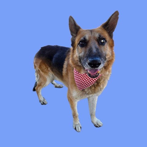 Photo of Tex, adoptable senior German Shepherd Dog in Bakersfield, California