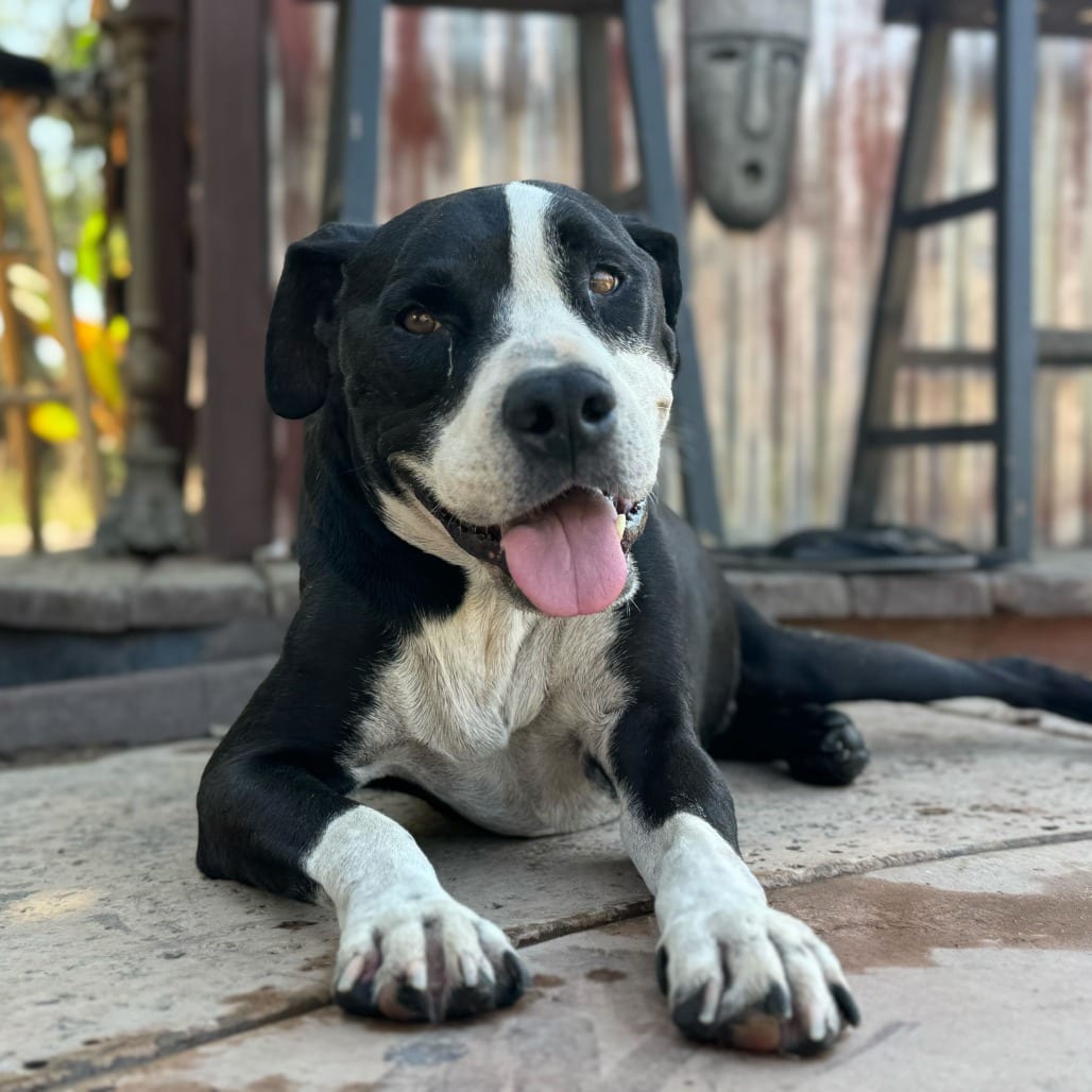 Photo of Harley, adoptable senior Terrier, American Staffordshire in California, California