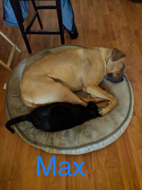 Max, adoptable senior Great Dane in Vail, AZ