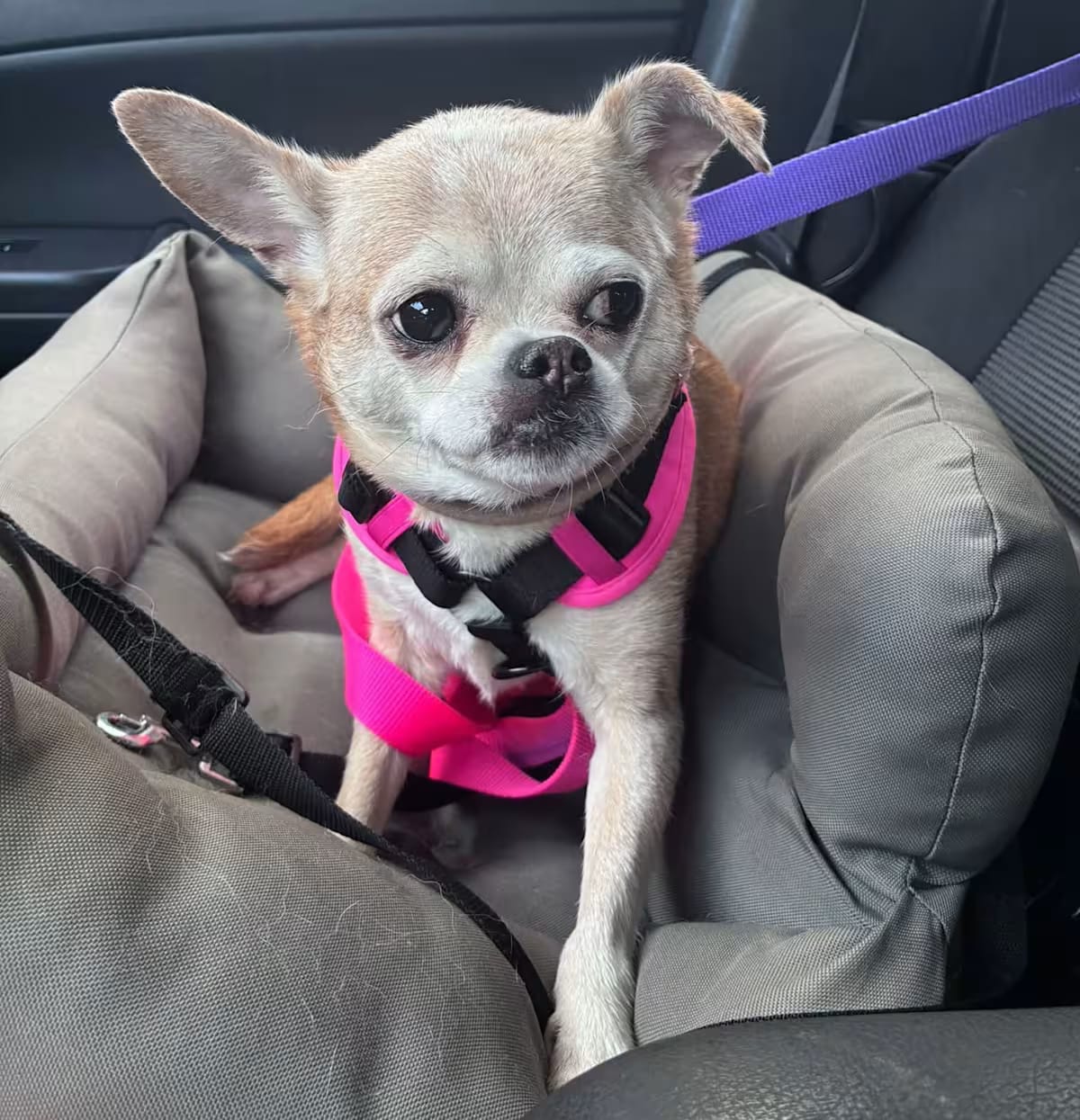 Photo of Francine, adoptable senior Chihuahua in Rockville, Maryland