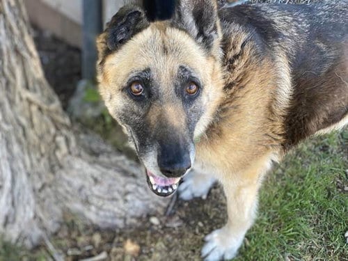 Photo of Lizzie, adoptable senior German Shepherd Dog in Waco, Texas