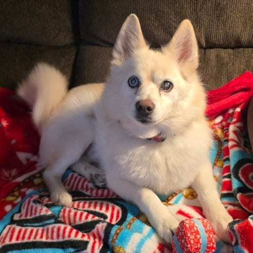 Photo of Drax, adoptable senior Pomeranian in Garland, Texas