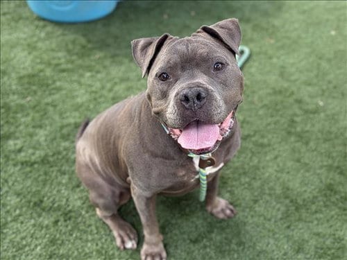 Photo of Blue, adoptable senior Pit Bull Terrier in San Pedro, California