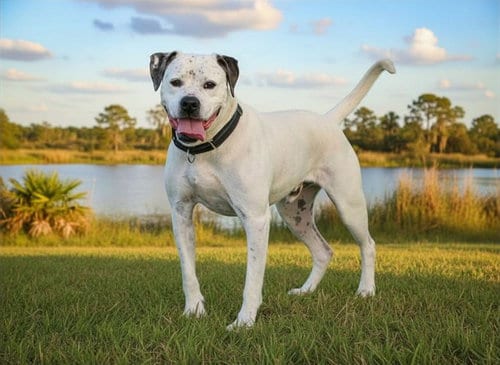 Photo of Pongo, adoptable senior American Bulldog in Tavares, Florida